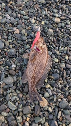 オオモンハタの釣果