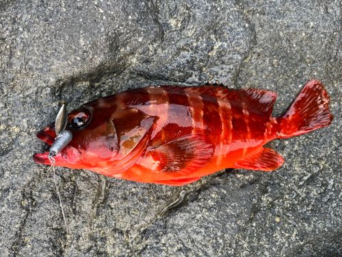アカハタの釣果