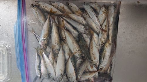 アジの釣果