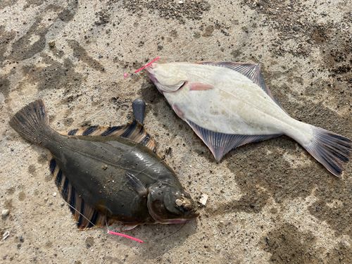 トウガレイの釣果