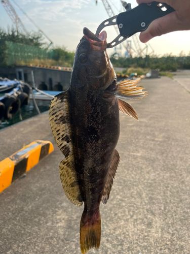 アイナメの釣果
