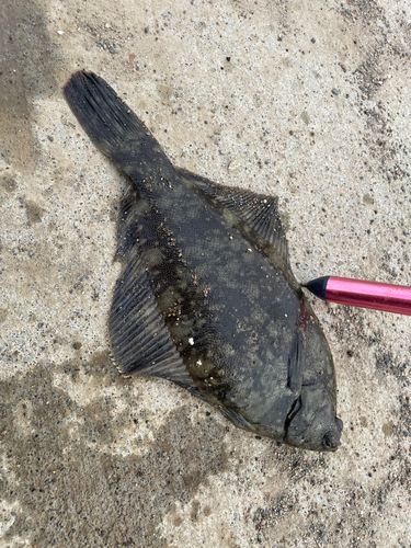 クロガシラガレイの釣果