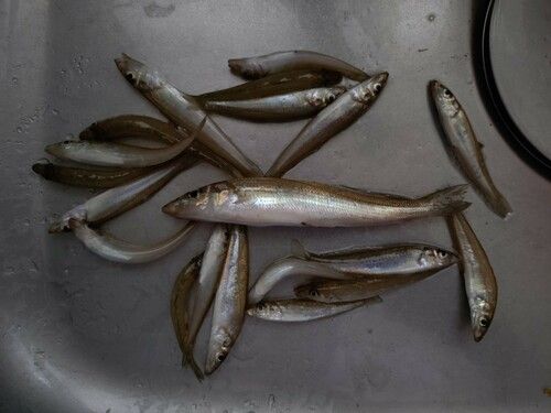キスの釣果
