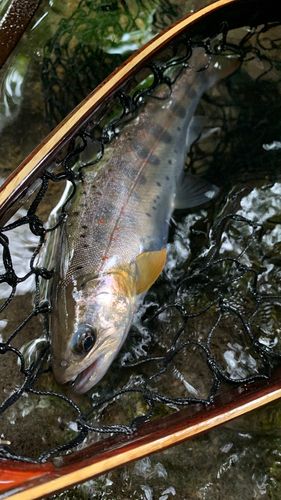 アマゴの釣果