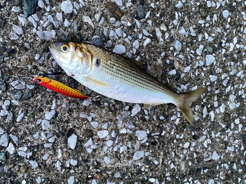コノシロの釣果