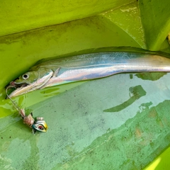 タチウオの釣果