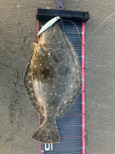 ヒラメの釣果