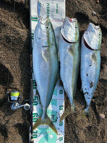 ワラサの釣果