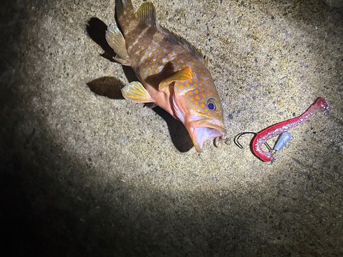 キジハタの釣果