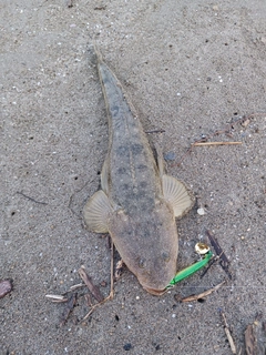 マゴチの釣果