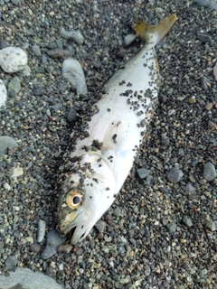 ワカシの釣果