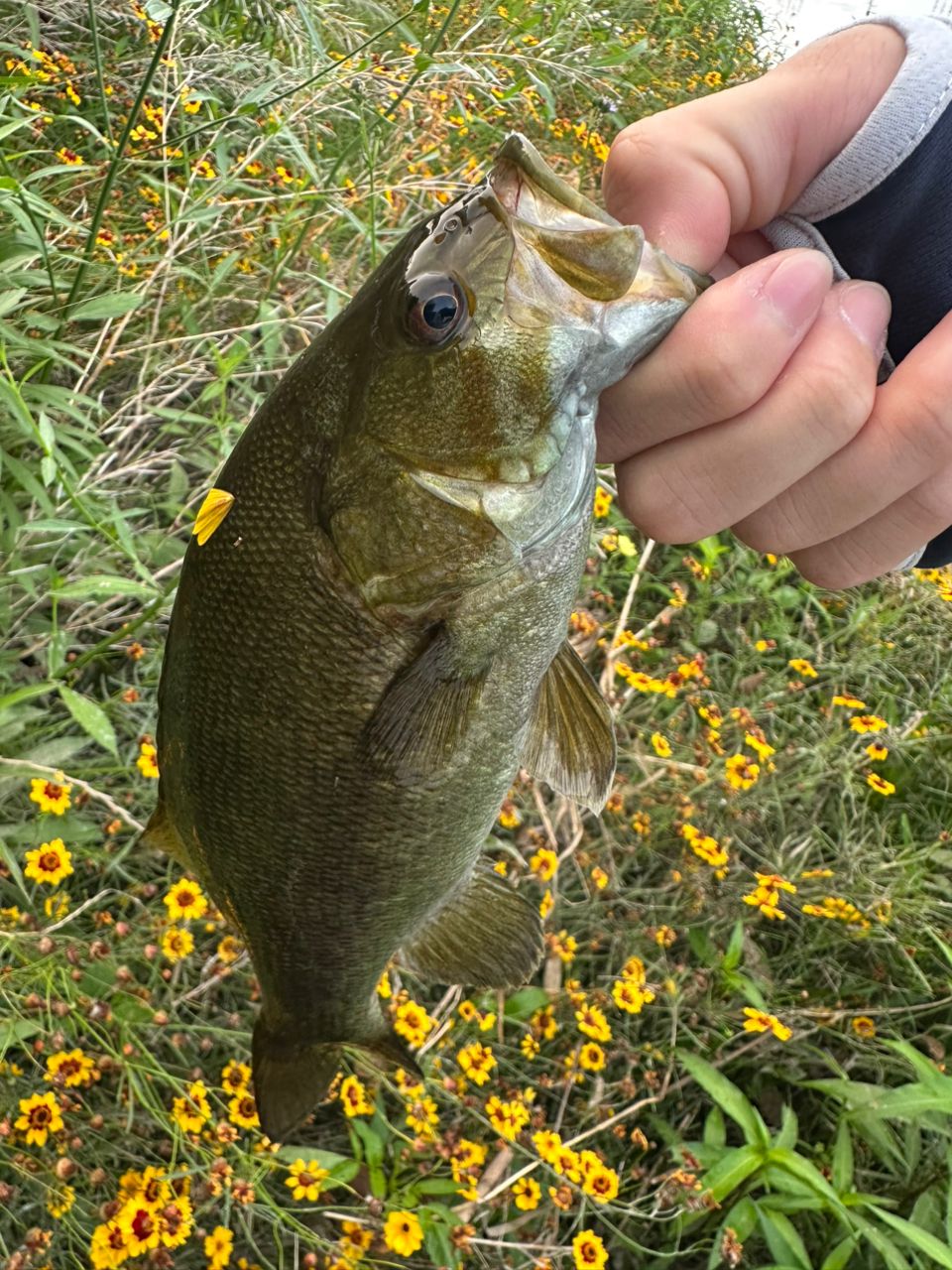 スモールマウスバス