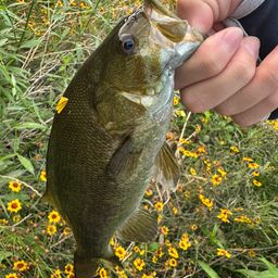 スモールマウスバス