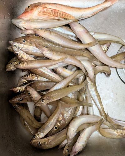 キスの釣果
