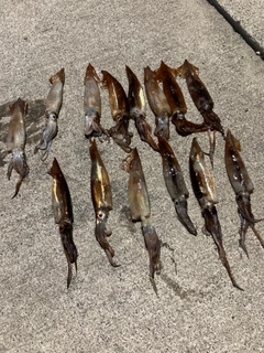 イカの釣果