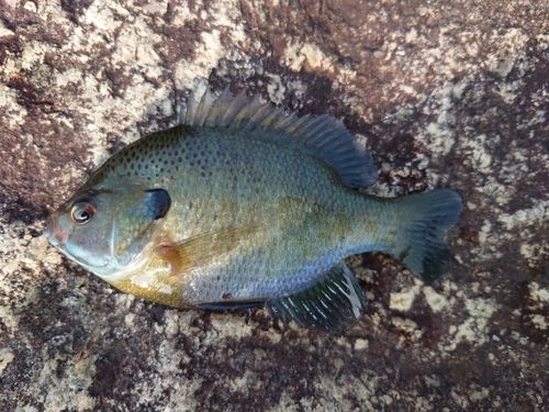 ブルーギルの釣果