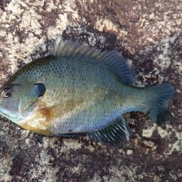 ブルーギル