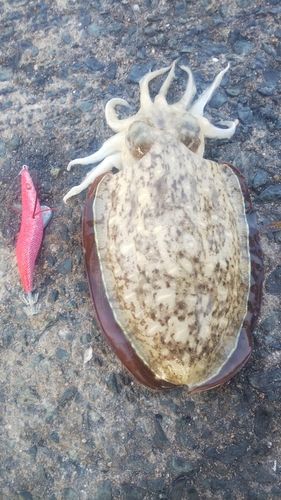 モンゴウイカの釣果