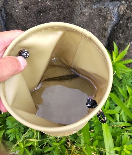 オイカワの釣果
