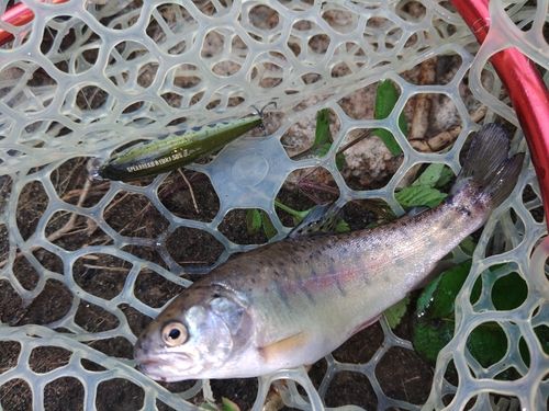 ニジマスの釣果