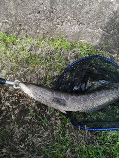 ライギョの釣果