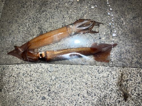 スルメイカの釣果