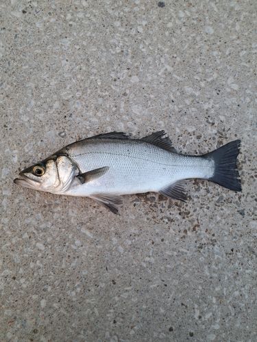 セイゴ（ヒラスズキ）の釣果