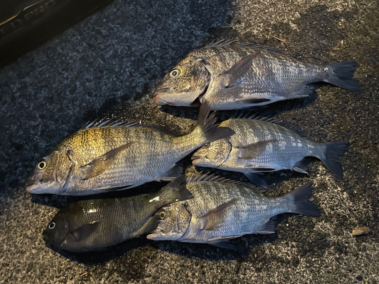 クロダイ