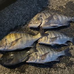 クロダイ