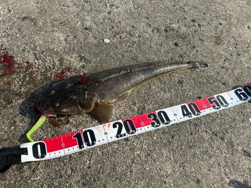 マゴチの釣果