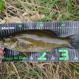 スモールマウスバス