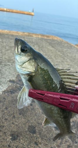 セイゴ（マルスズキ）の釣果