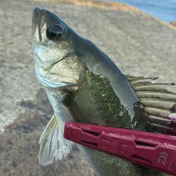 セイゴ（マルスズキ）