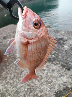 チャリコの釣果