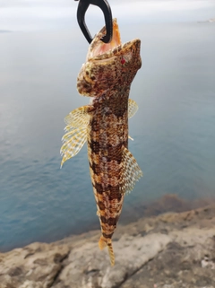 ホシノエソの釣果