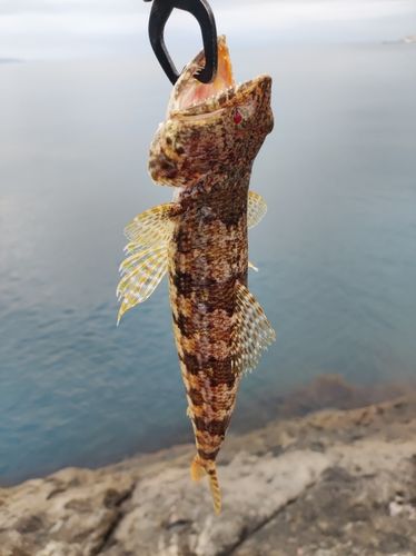 ホシノエソの釣果
