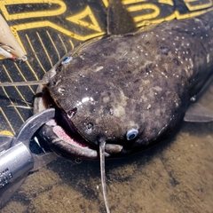 ナマズの釣果