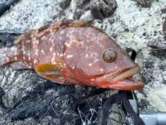 キジハタの釣果
