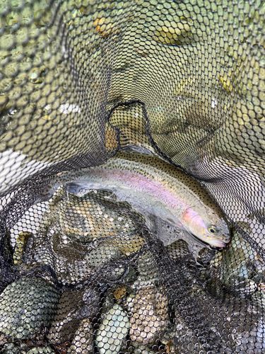 ニジマスの釣果