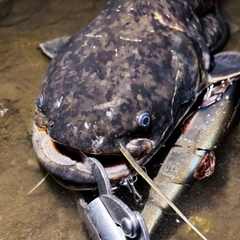 ナマズの釣果