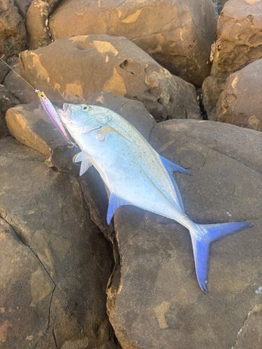 カスミアジの釣果