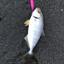 ショゴ