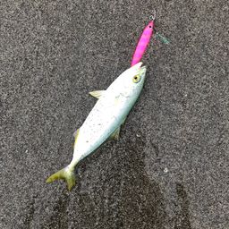 ワカシ