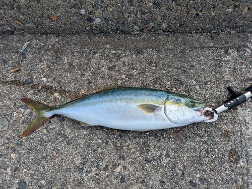 フクラギの釣果