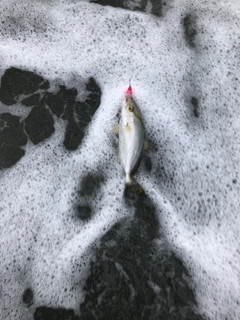 ショゴの釣果