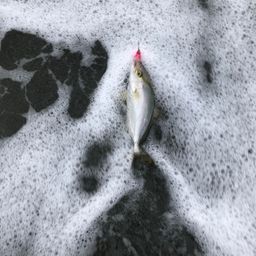 ショゴ