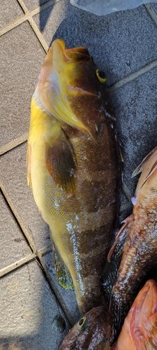 アオハタの釣果