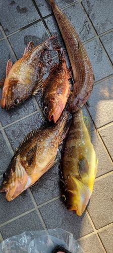 カサゴの釣果
