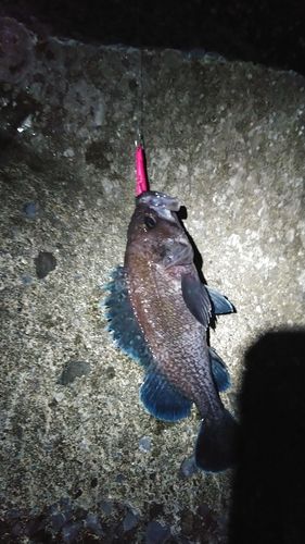 マゾイの釣果