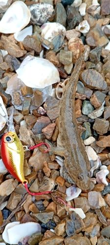 ハゼの釣果